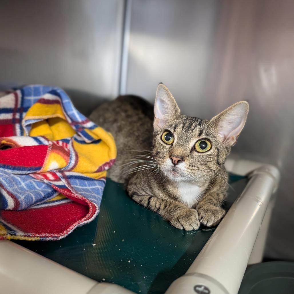Poppi, Adoptable, Adult Female Domestic Short Hair.