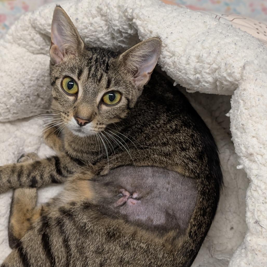 Enlarge Poppi, a Adoptable Domestic Short Hair in Cape Girardeau, MO image 2/2