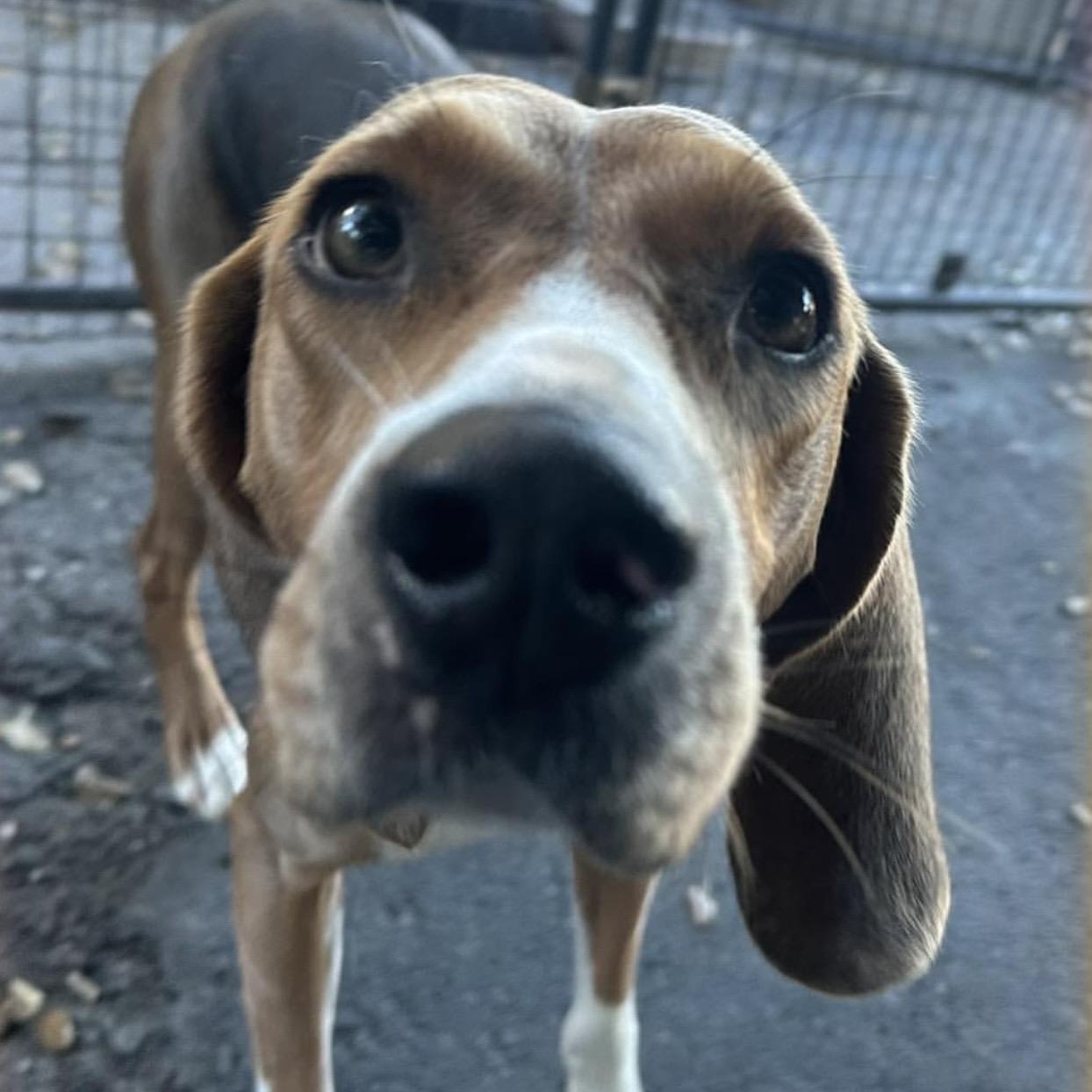 Enlarge Terra, an adoptable mixed breed in Santa Rosa, CA image 1/1