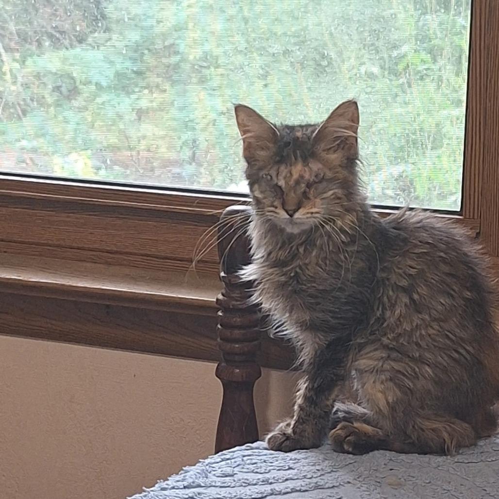 Enlarge Autumn Faith, a Adoptable Domestic Long Hair in Eau Claire, WI image 1/3