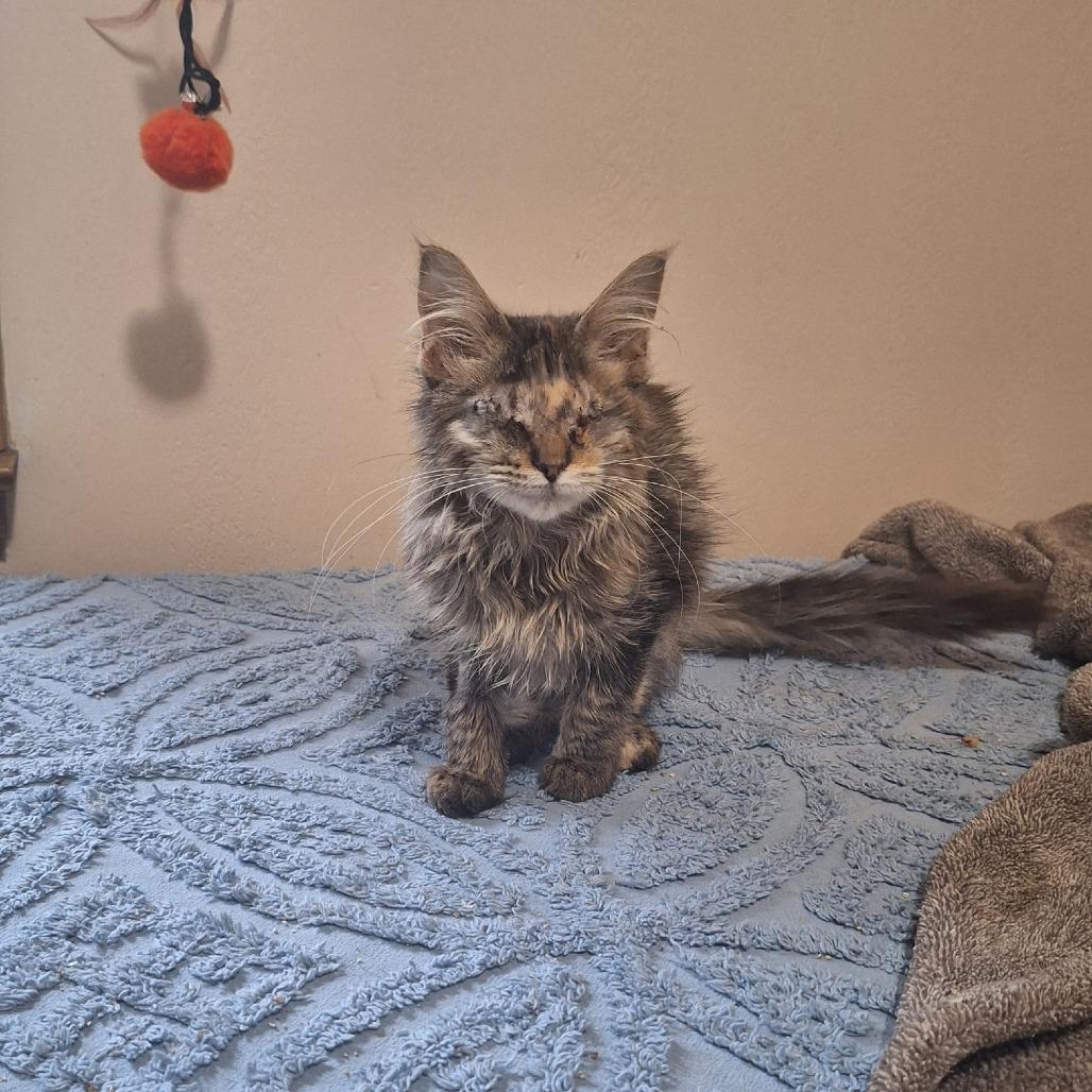 Enlarge Autumn Faith, a Adoptable Domestic Long Hair in Eau Claire, WI image 2/3