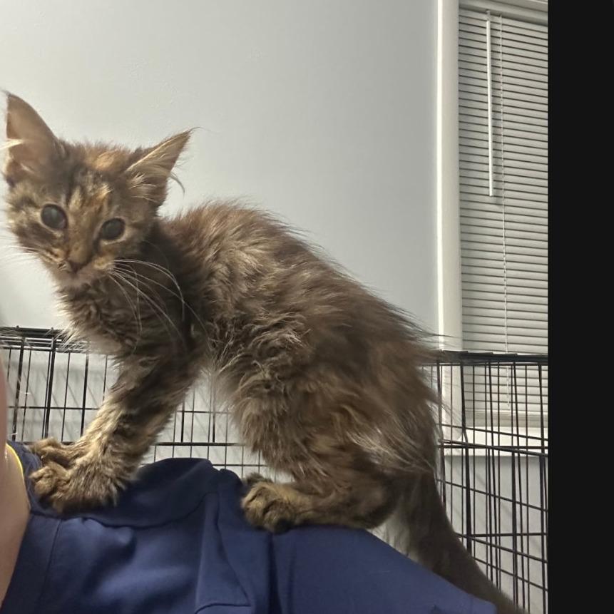 Enlarge Autumn Faith, a Adoptable Domestic Long Hair in Eau Claire, WI image 3/3