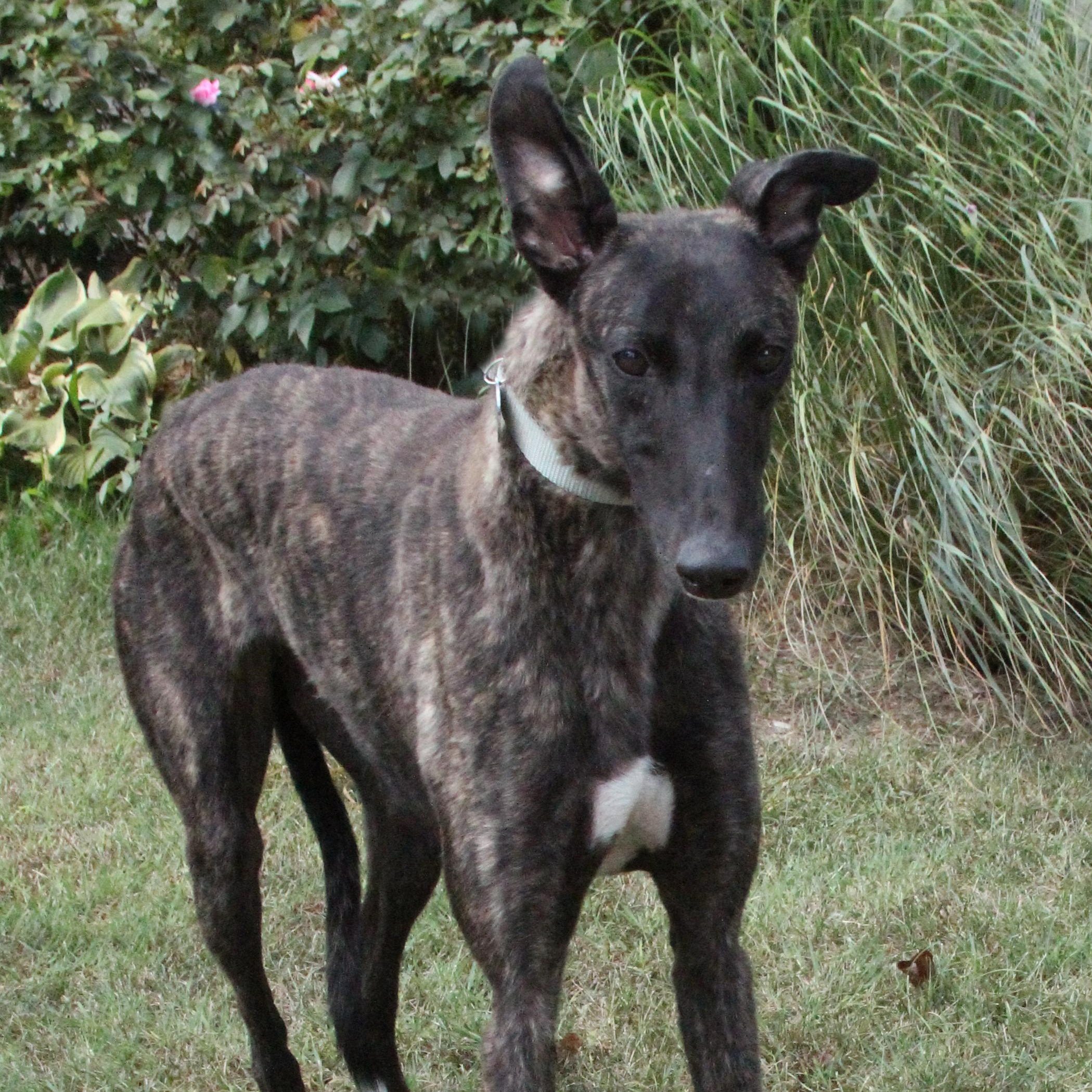 Gangsta, Adopted, Young Male Greyhound.