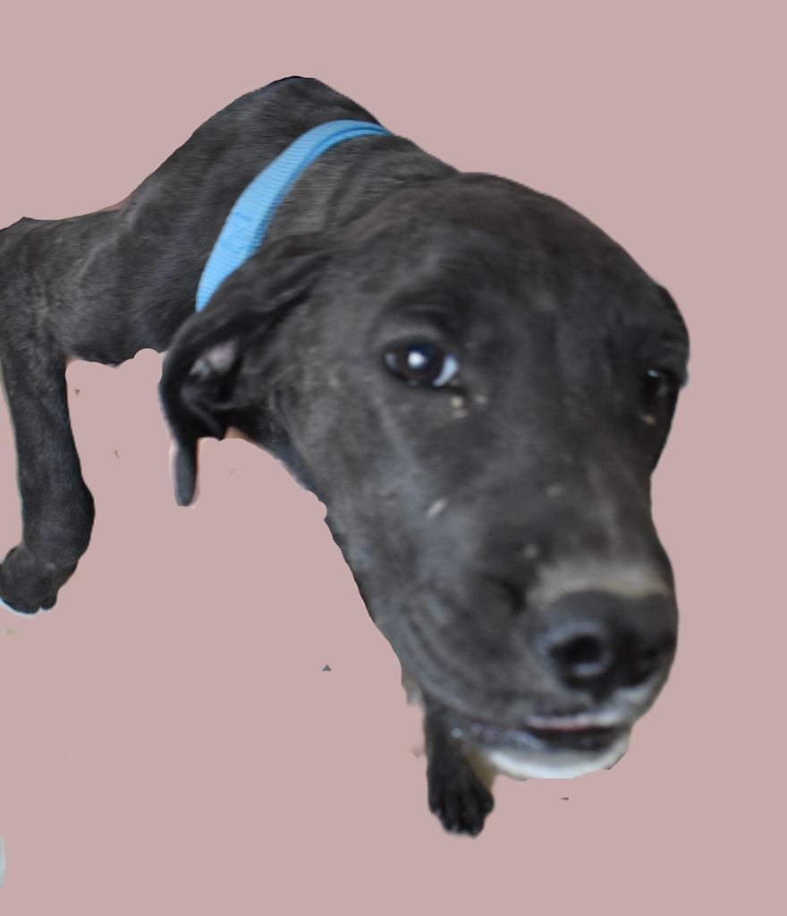 Calen (Retread 8), a Adoptable mixed breed in Pahrump, NV image 1/4