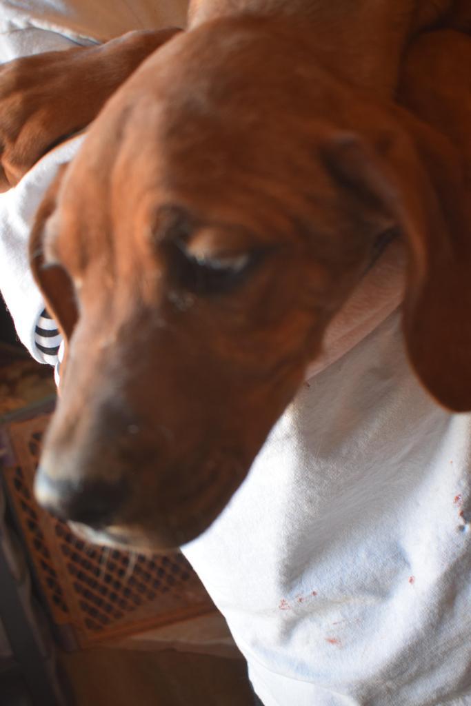 Calen (Retread 8), a Adoptable mixed breed in Pahrump, NV image 2/4