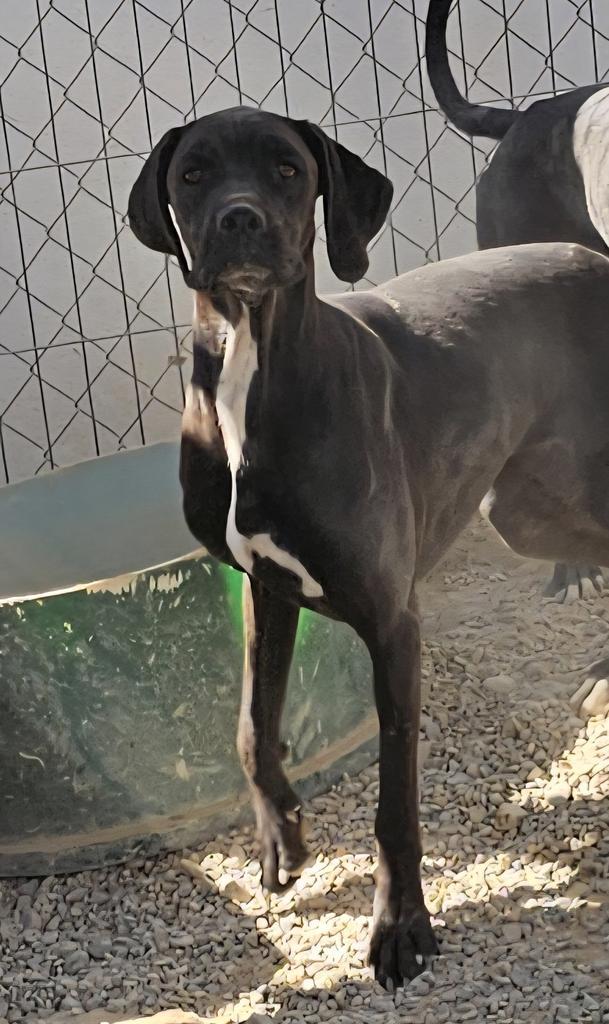 Enlarge Calen (Retread 8), a Adoptable mixed breed in Pahrump, NV image 1/1