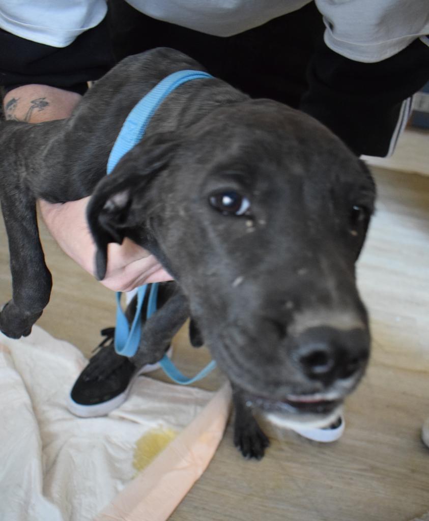 Calen (Retread 8), a Adoptable mixed breed in Pahrump, NV image 4/4