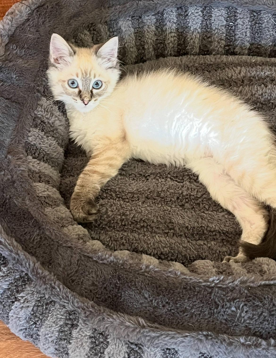 Wolfie, Adopted, Kitten Male Siamese & Domestic Short Hair.