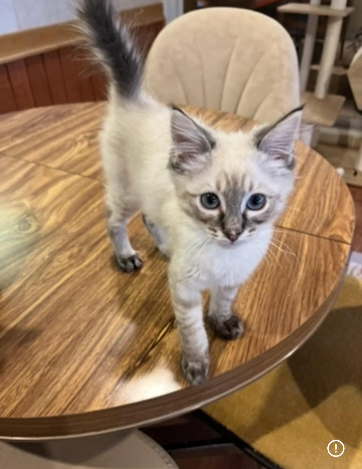 Enlarge Wolfie, a Adopted mixed breed in Phoenix, AZ image 2/2
