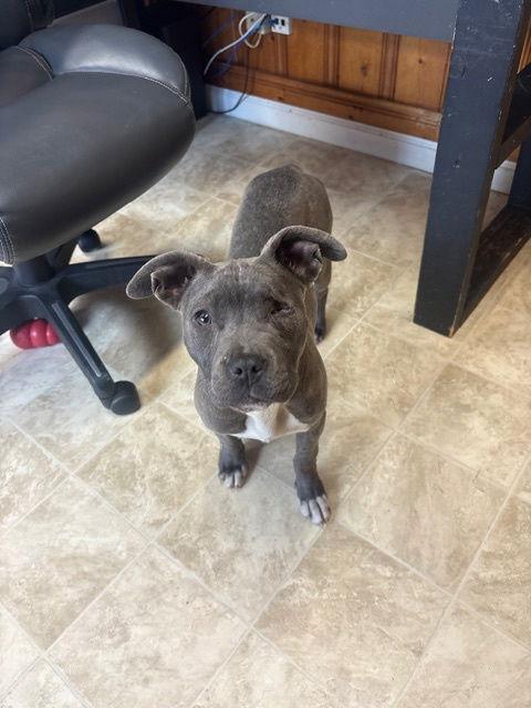 Enlarge Star, a Adoptable Pit Bull Terrier in Raleigh, NC image 1/2