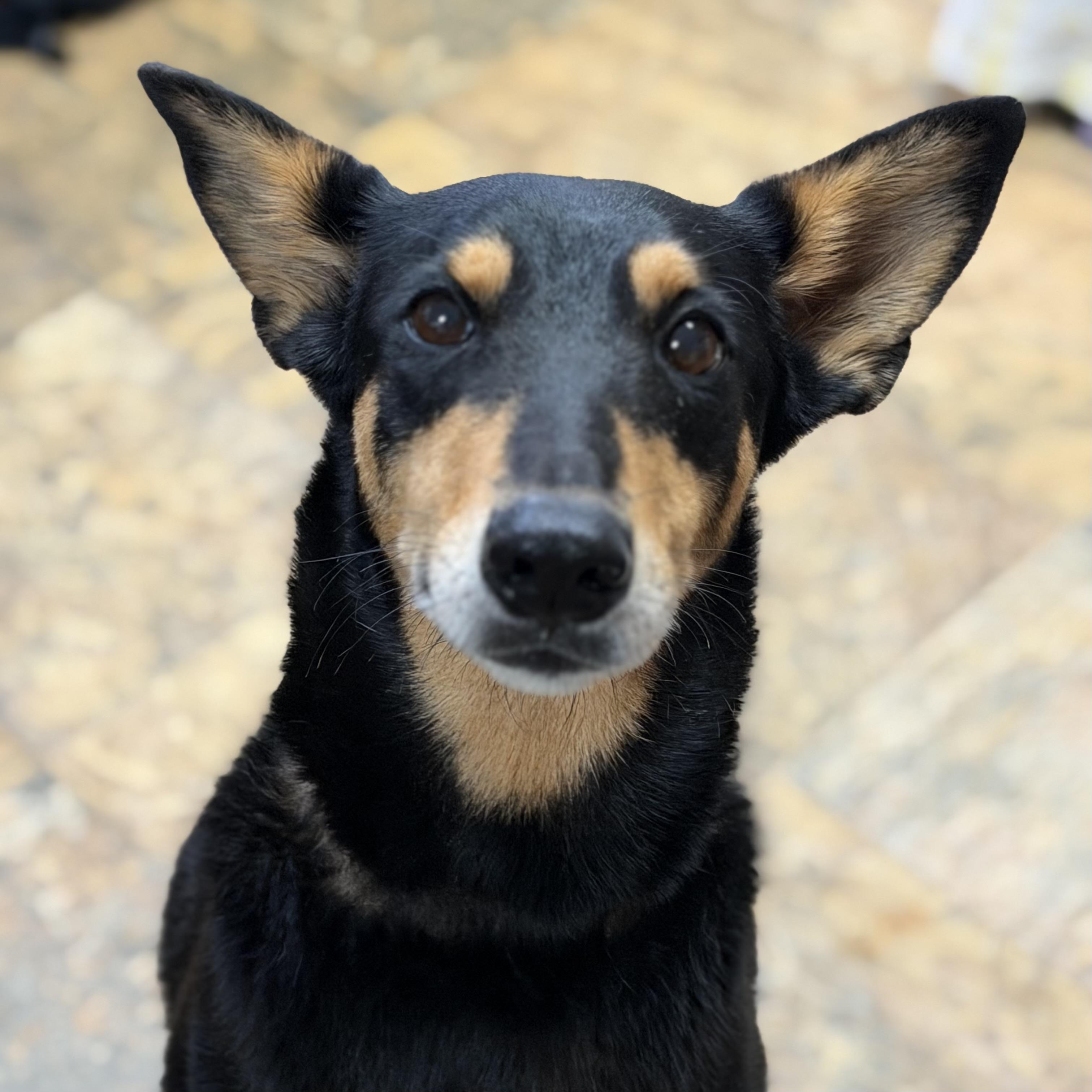 Shement, Adoptable, Adult Female Shepherd.