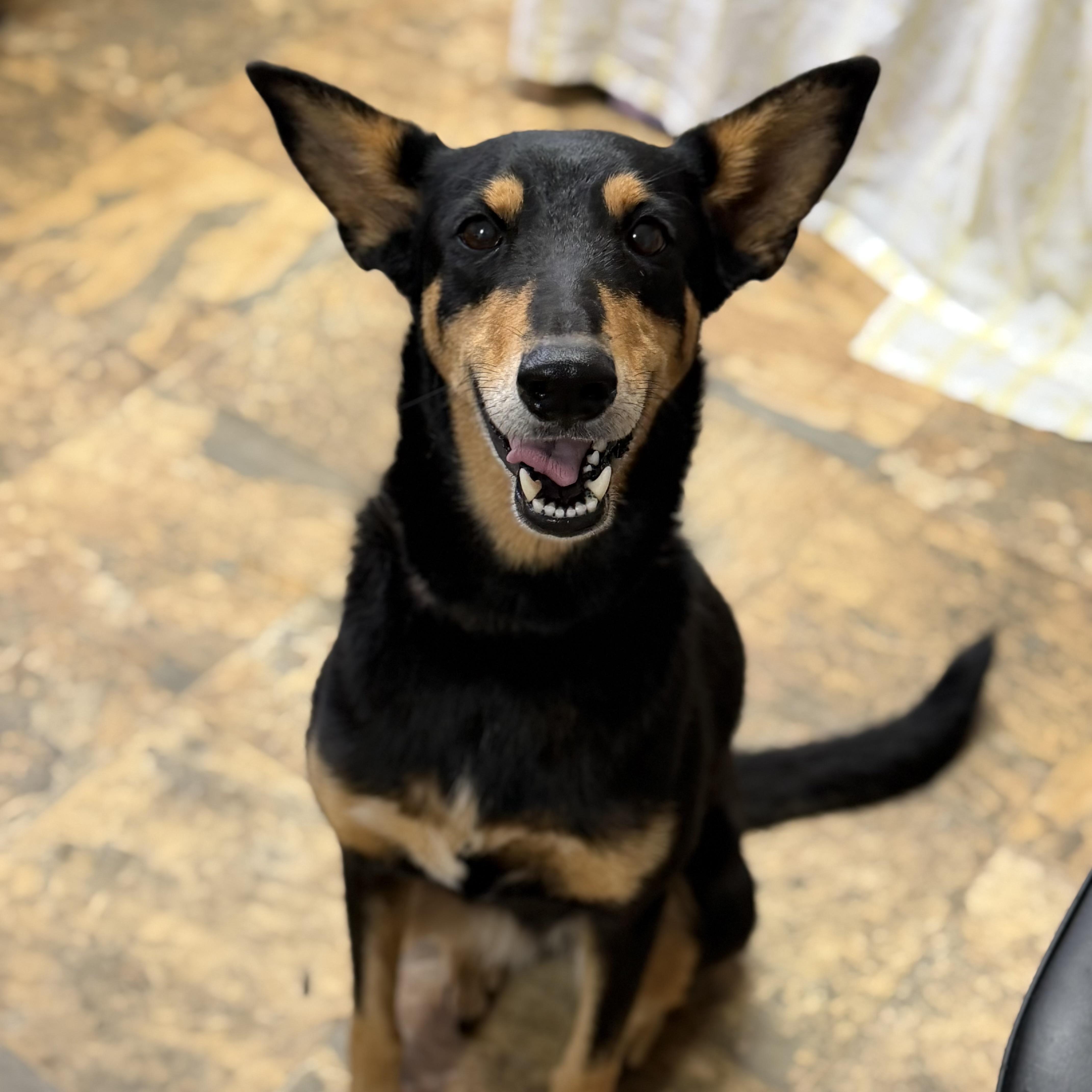 Enlarge Shement, a Adoptable mixed breed in Columbia, SC image 3/4
