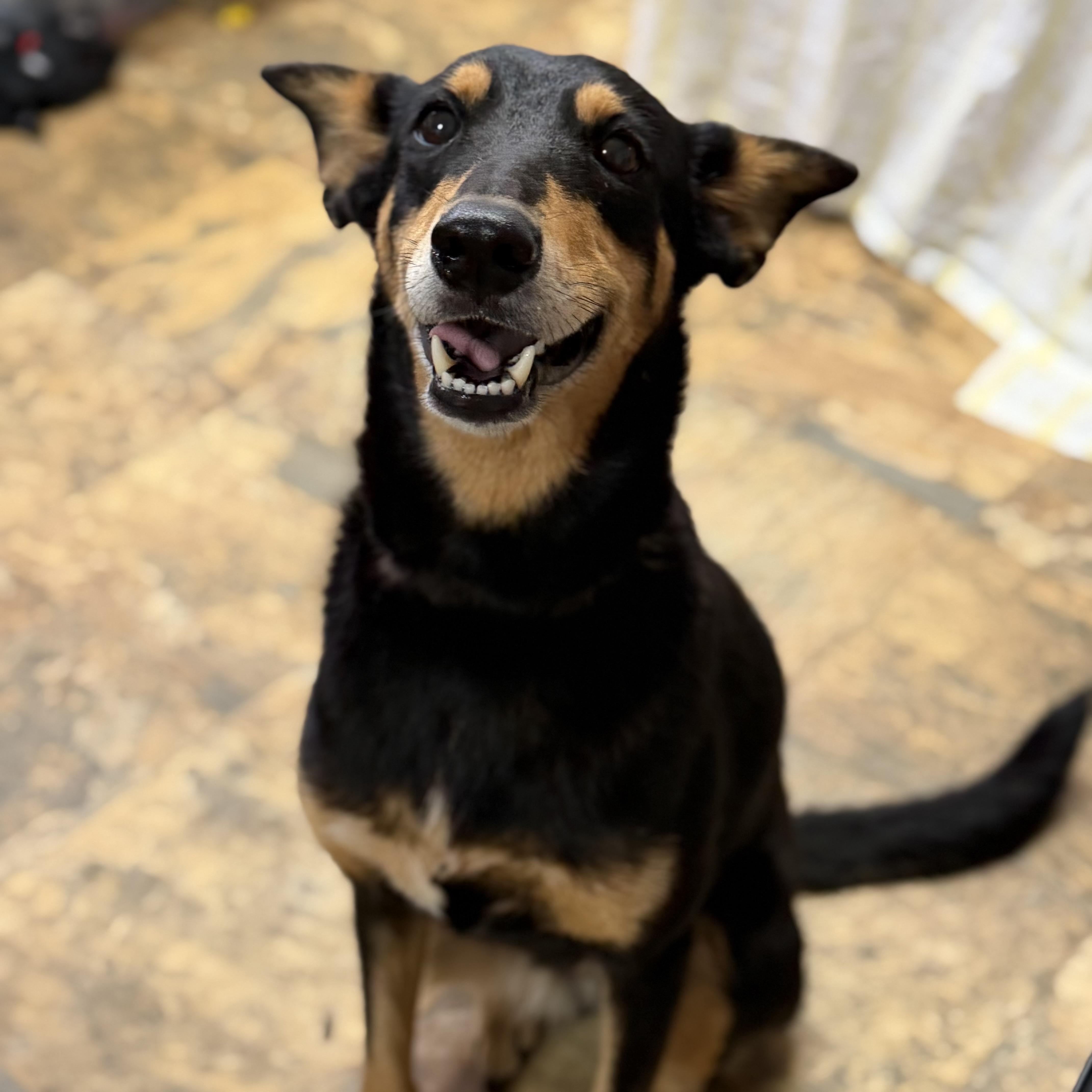 Enlarge Shement, a Adoptable mixed breed in Columbia, SC image 2/4
