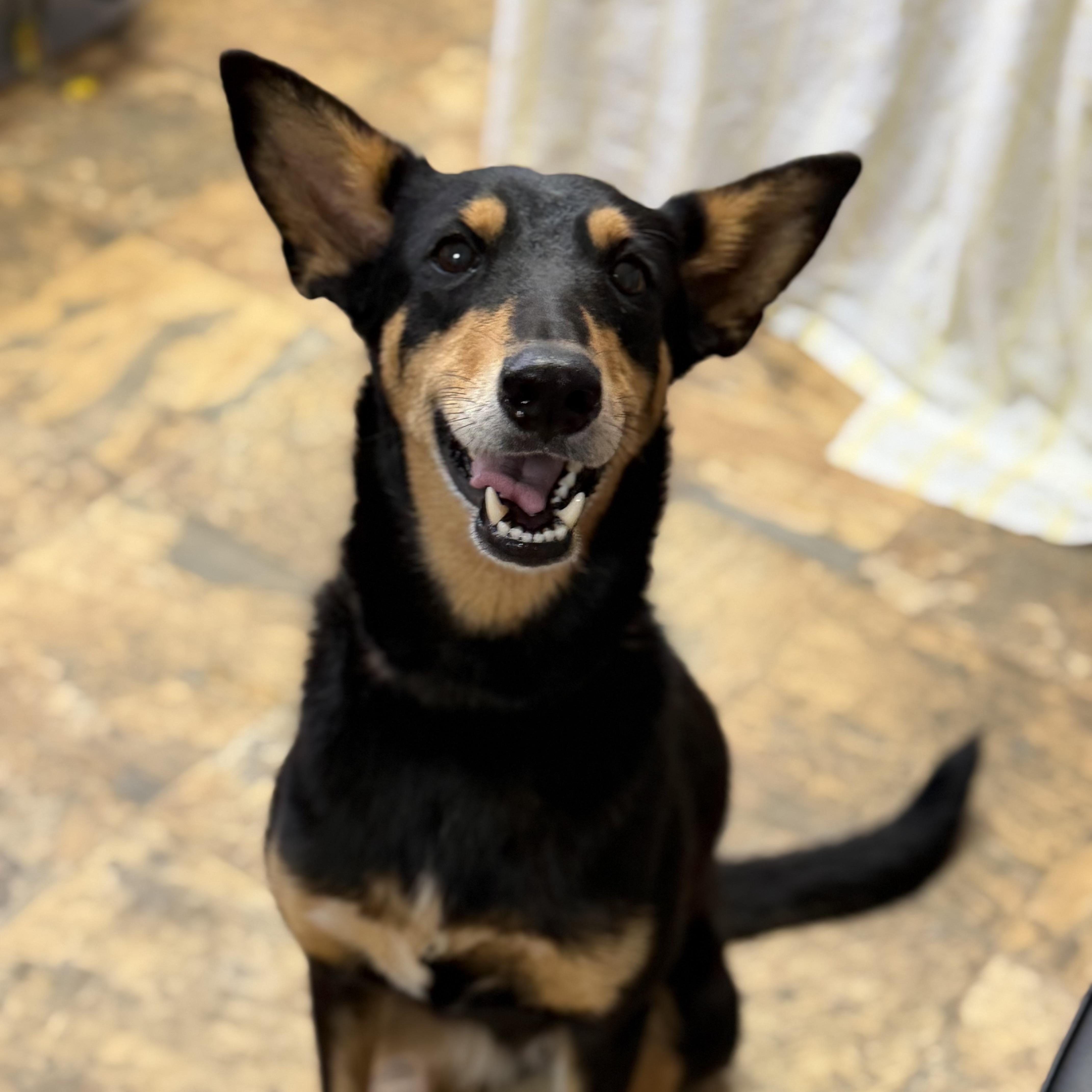 Enlarge Shement, a Adoptable mixed breed in Columbia, SC image 4/4