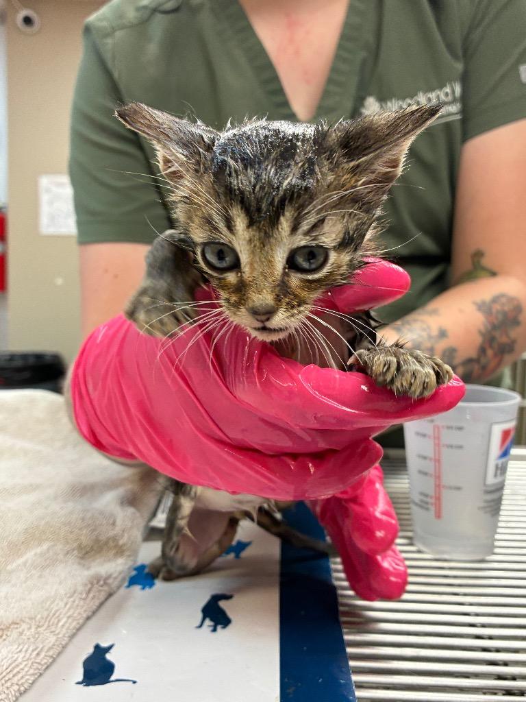 Hamilton, Adoptable, Kitten Male Domestic Short Hair.
