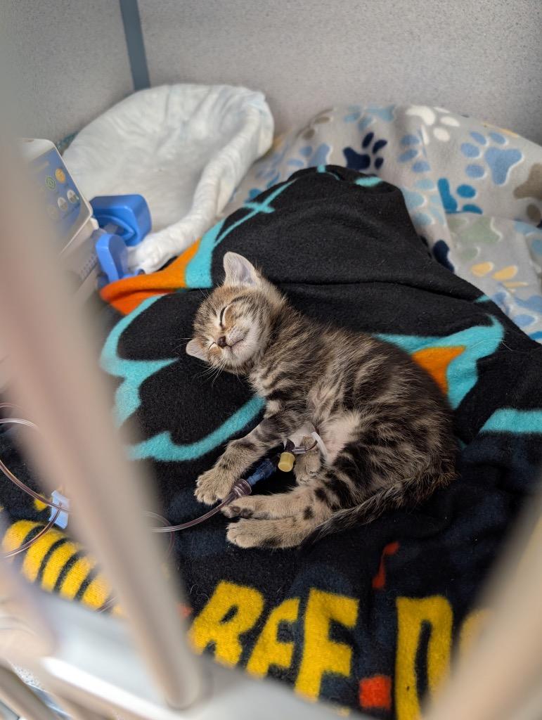 Hamilton, a Adoptable mixed breed in Tulsa, OK image 6/6