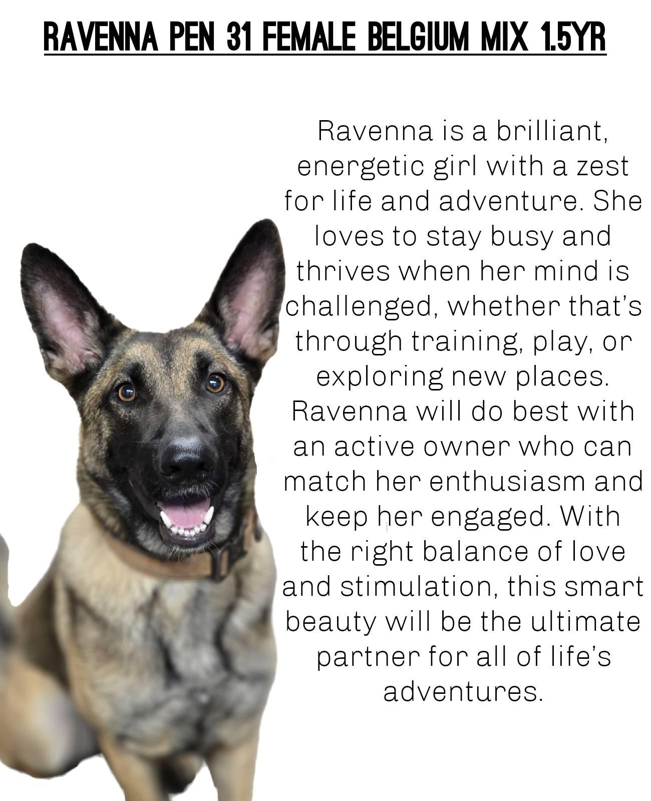 Enlarge Ravenna, a Adopted Belgian Shepherd / Malinois in Enid, OK image 1/1