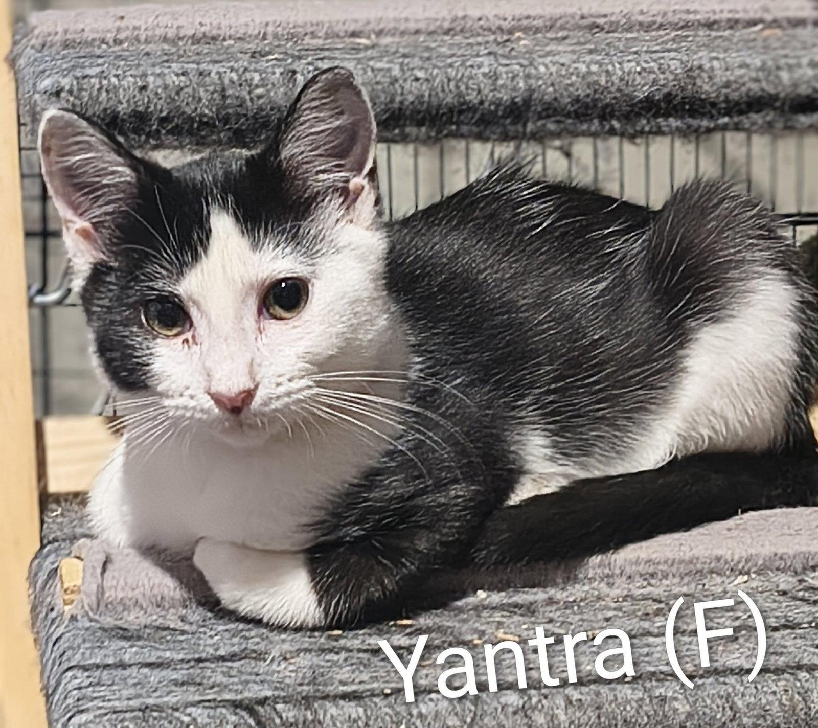 Yantra, Adoptable, Kitten Female Domestic Short Hair.