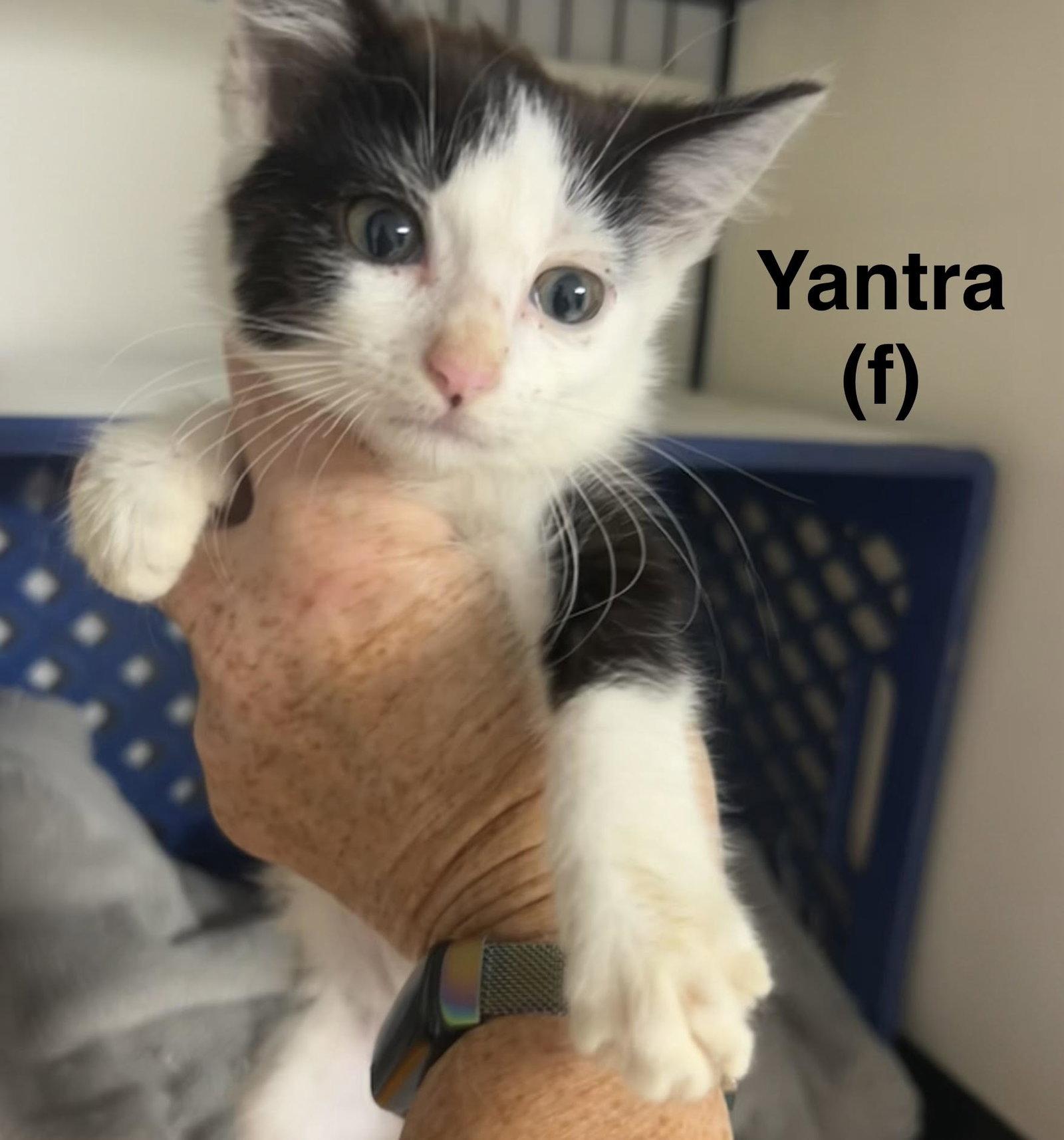 Enlarge Yantra, a Adoptable Domestic Short Hair in Saugerties, NY image 2/3