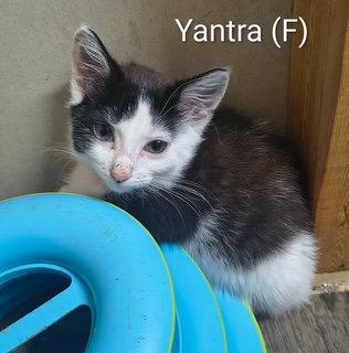 Enlarge Yantra, a Adoptable Domestic Short Hair in Saugerties, NY image 3/3