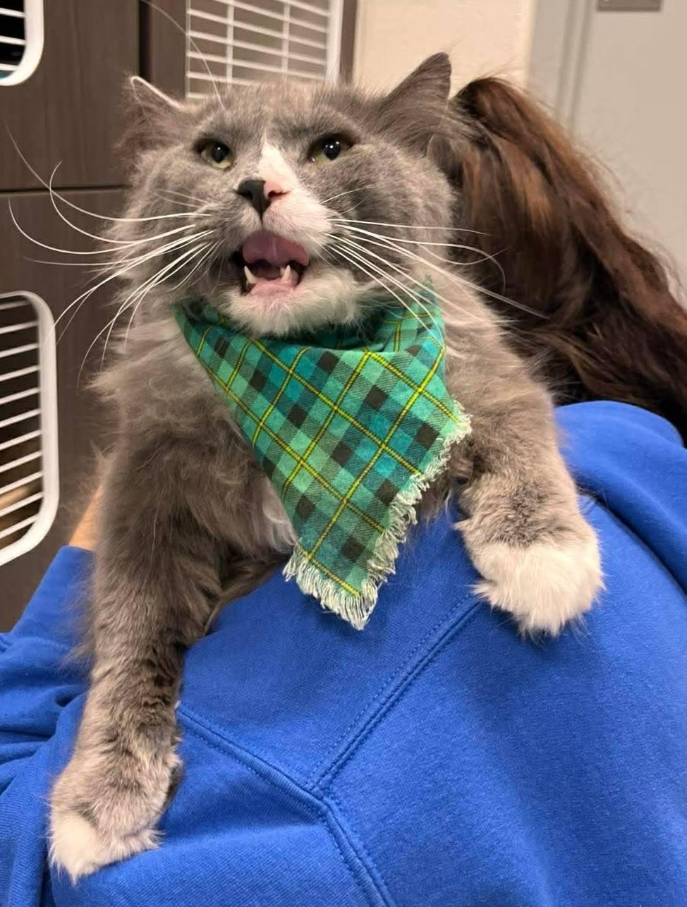 Bernard, a ADOPTABLE Domestic Long Hair in Frankfort, KY image 3/3