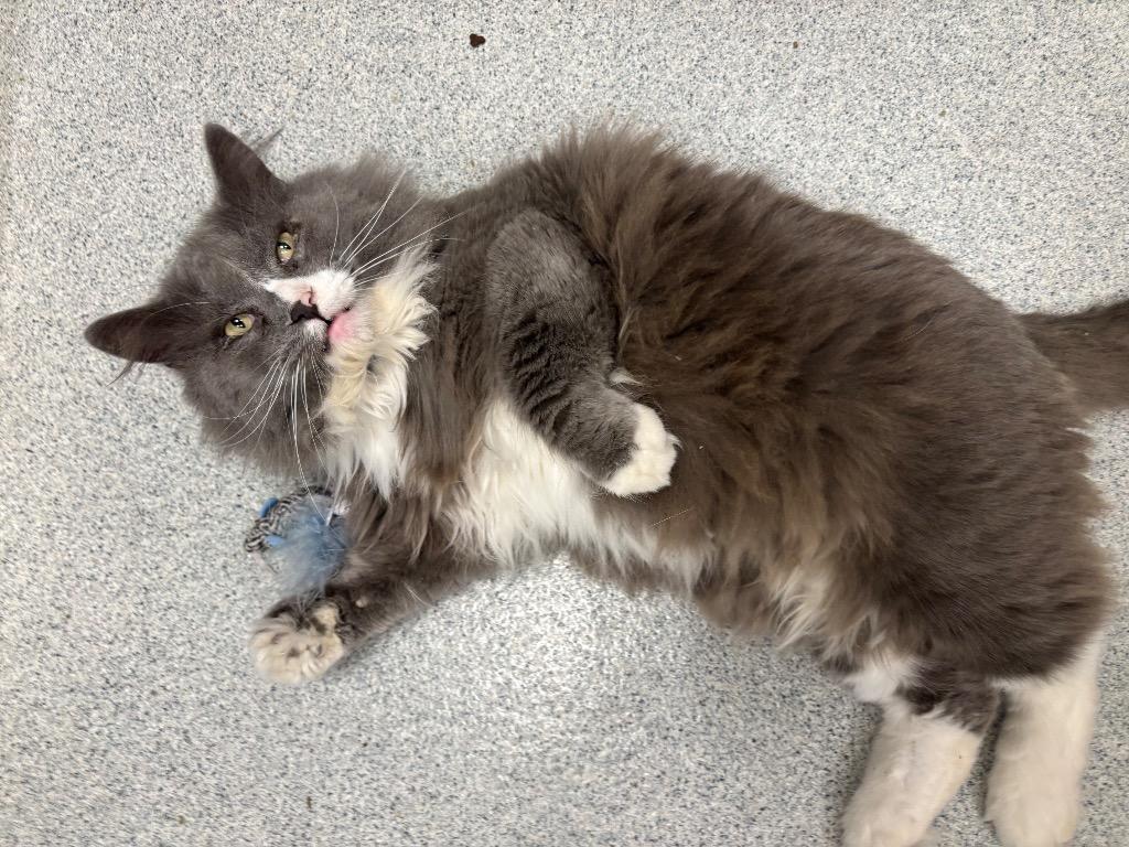 Bernard, a ADOPTABLE Domestic Long Hair in Frankfort, KY image 1/3