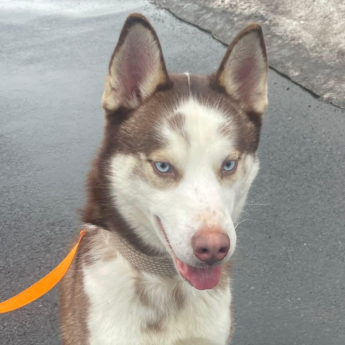 Enlarge Skye, a ADOPTABLE mixed breed in Syracuse, NY image 2/2