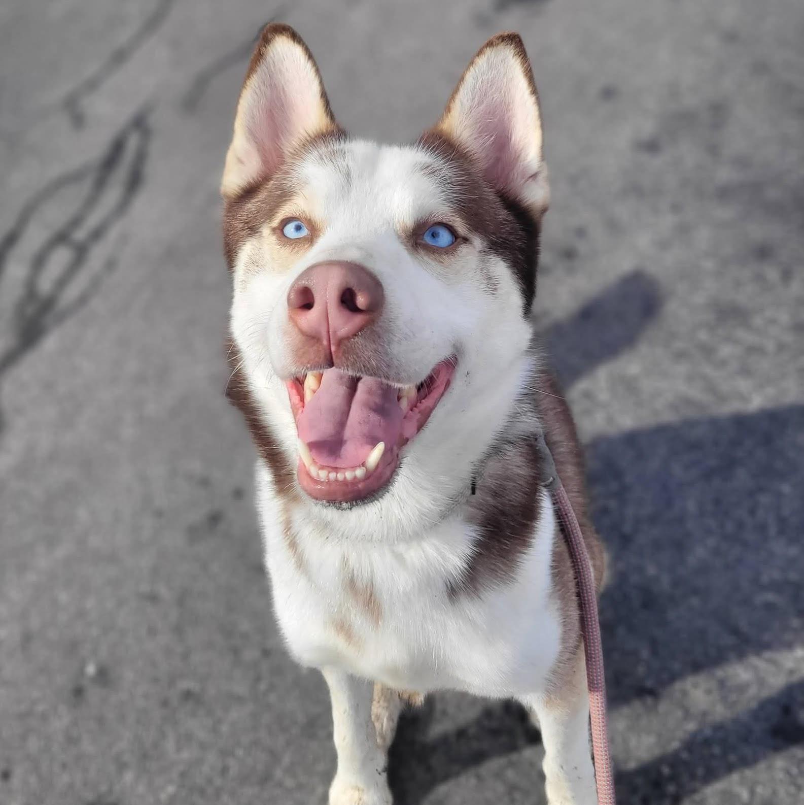 Enlarge Skye, a ADOPTABLE mixed breed in Syracuse, NY image 1/2