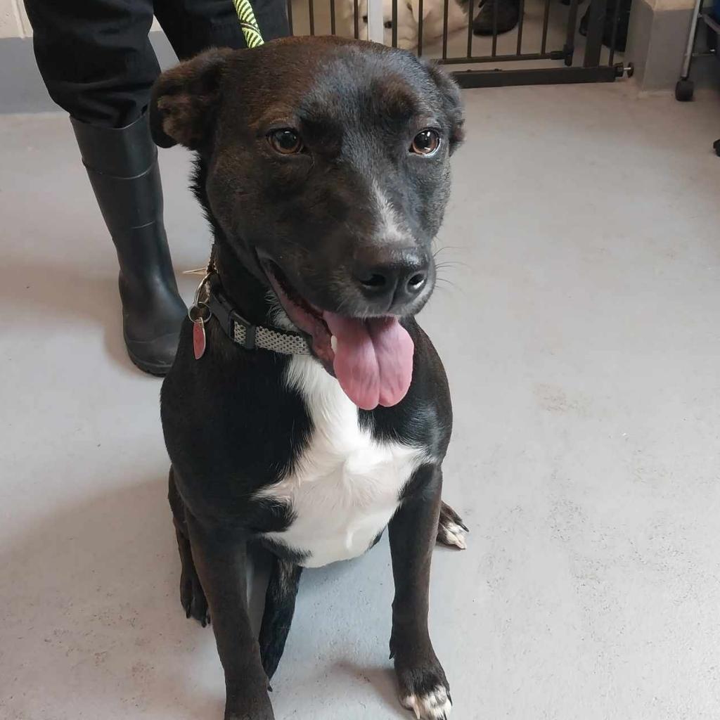 Little Bit, Adoptable, Adult Female Mixed Breed.