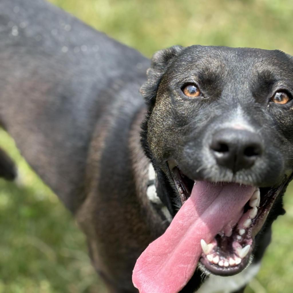 Little Bit, a Adoptable Mixed Breed image 2/5