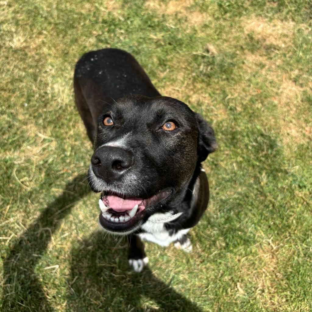 Little Bit, Adoptable, Adult Female Mixed Breed.