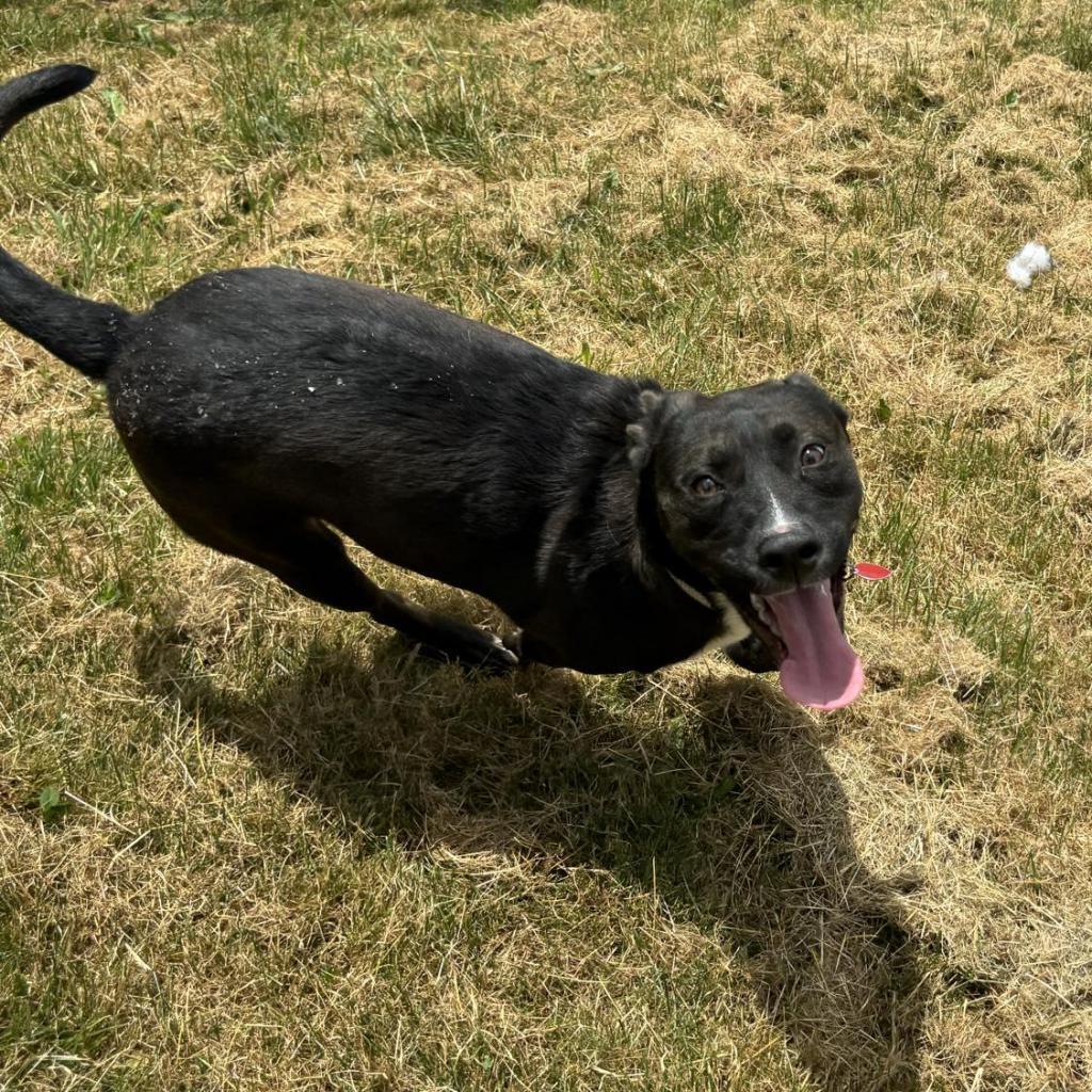 Enlarge Little Bit, a Adoptable Mixed Breed in Beckley, WV image 2/5
