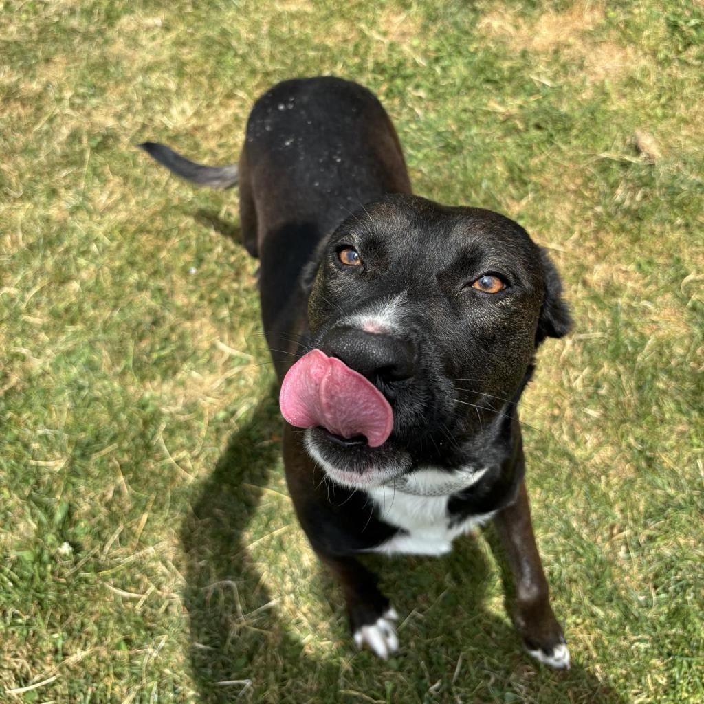 Little Bit, a Adoptable Mixed Breed image 5/5