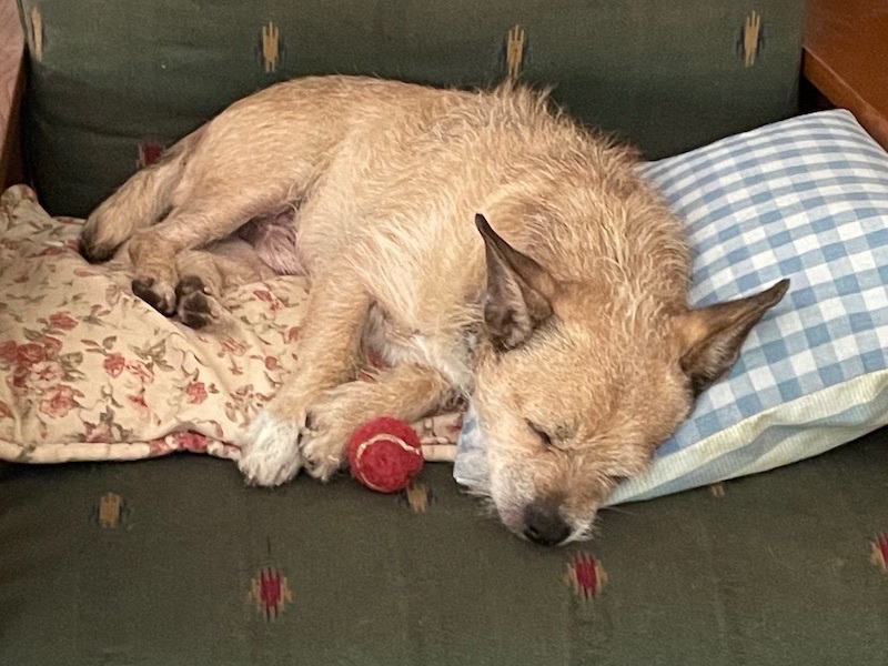 Buddy, Adopted, Adult Male Terrier.