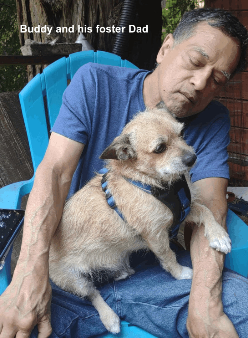 Enlarge Buddy, a Adopted mixed breed in Grass Valley, CA image 4/13