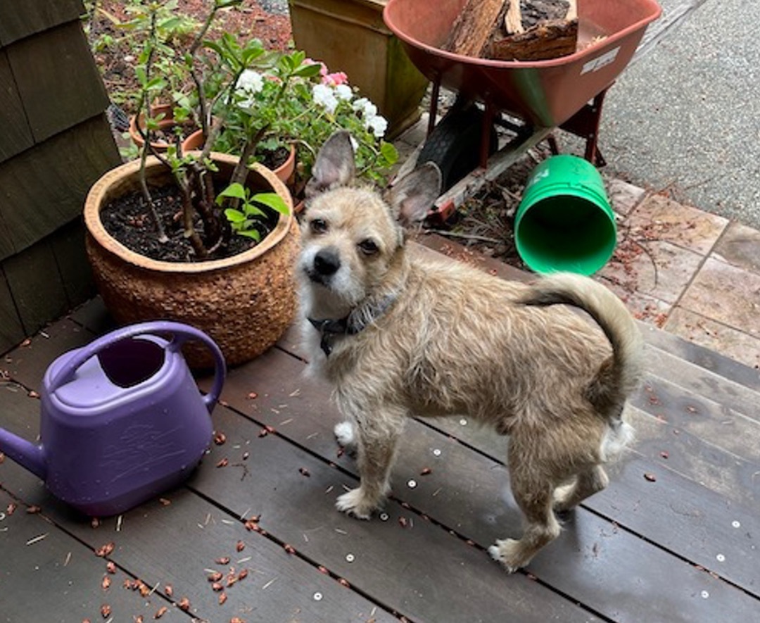 Enlarge Buddy, a Adopted mixed breed in Grass Valley, CA image 5/13