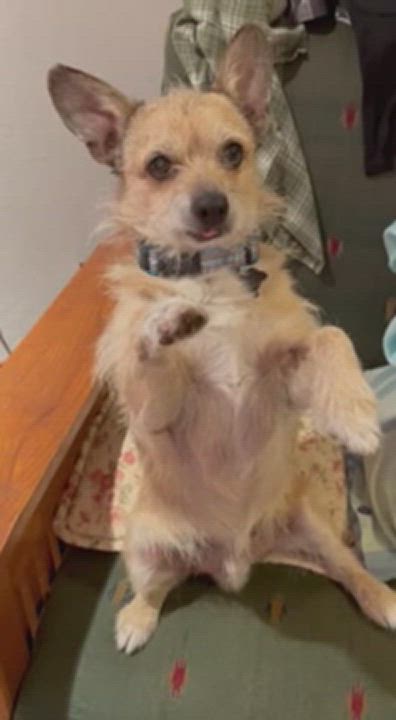 Enlarge Buddy, a Adopted mixed breed in Grass Valley, CA video 12/13