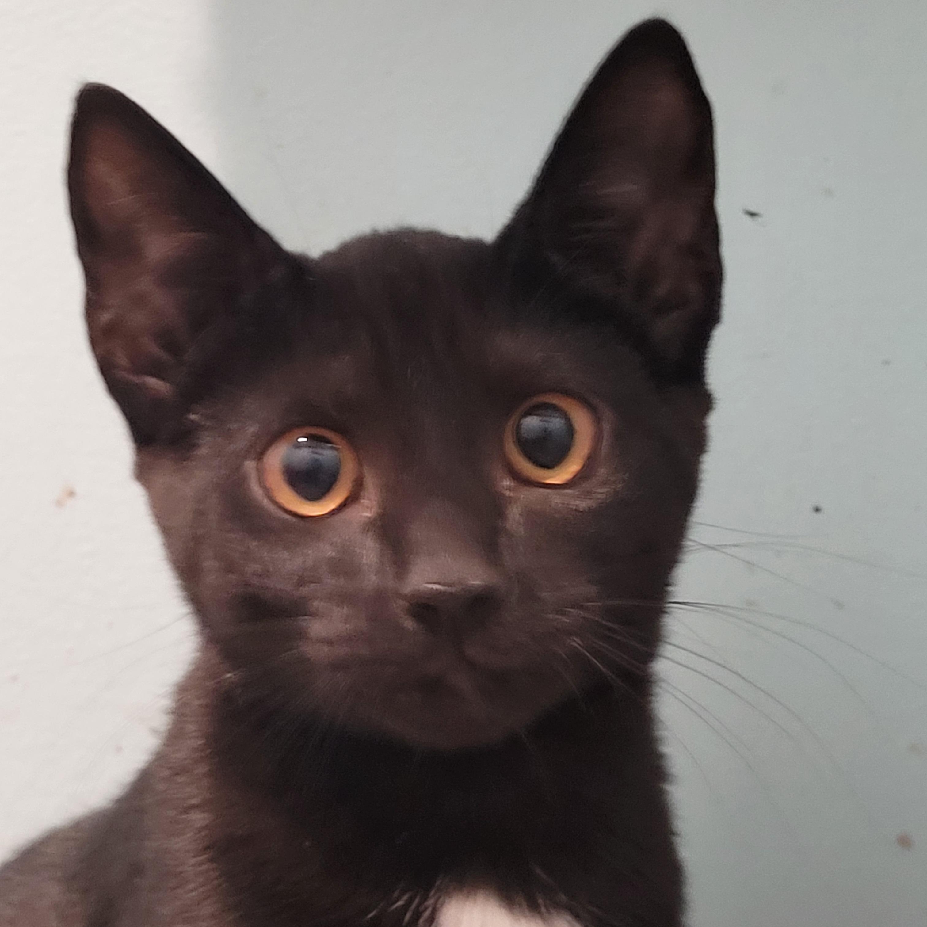 Andratx, Adopted, Kitten Male Domestic Short Hair.