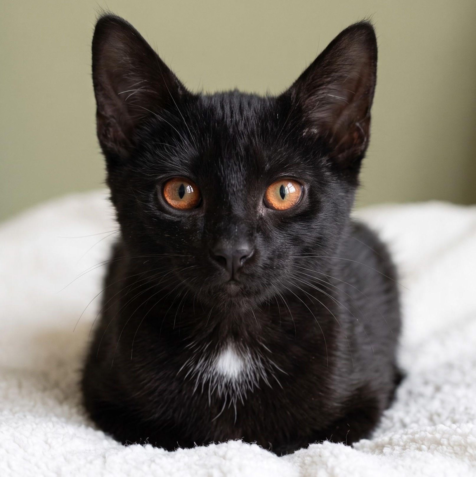 Enlarge Andratx, a Adopted Domestic Short Hair in Maple Shade, NJ image 2/6