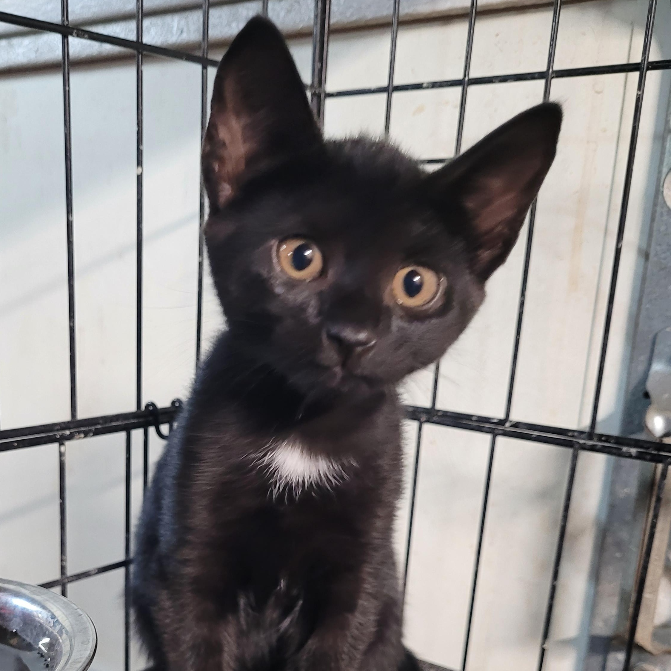 Enlarge Andratx, a Adopted Domestic Short Hair in Maple Shade, NJ image 5/6