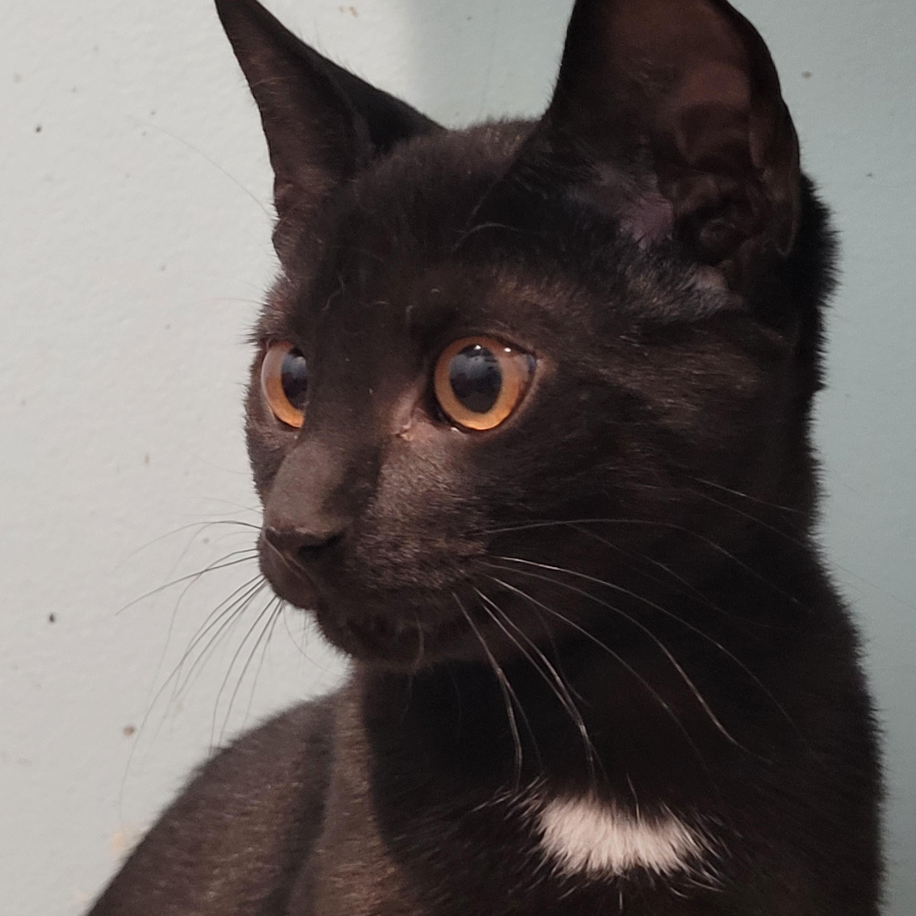 Enlarge Andratx, a Adopted Domestic Short Hair in Maple Shade, NJ image 6/6