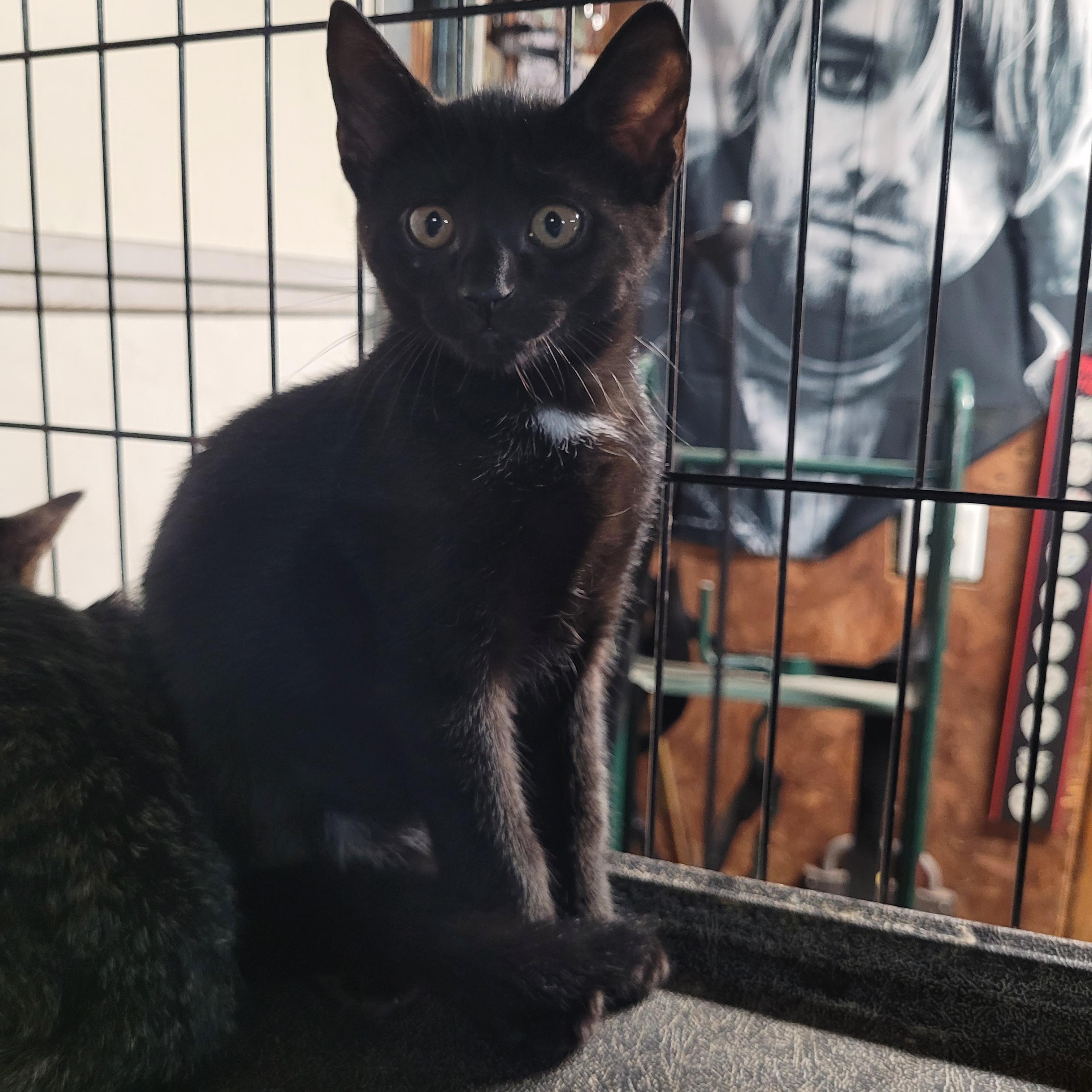 Enlarge Andratx, a Adopted Domestic Short Hair in Maple Shade, NJ image 3/6