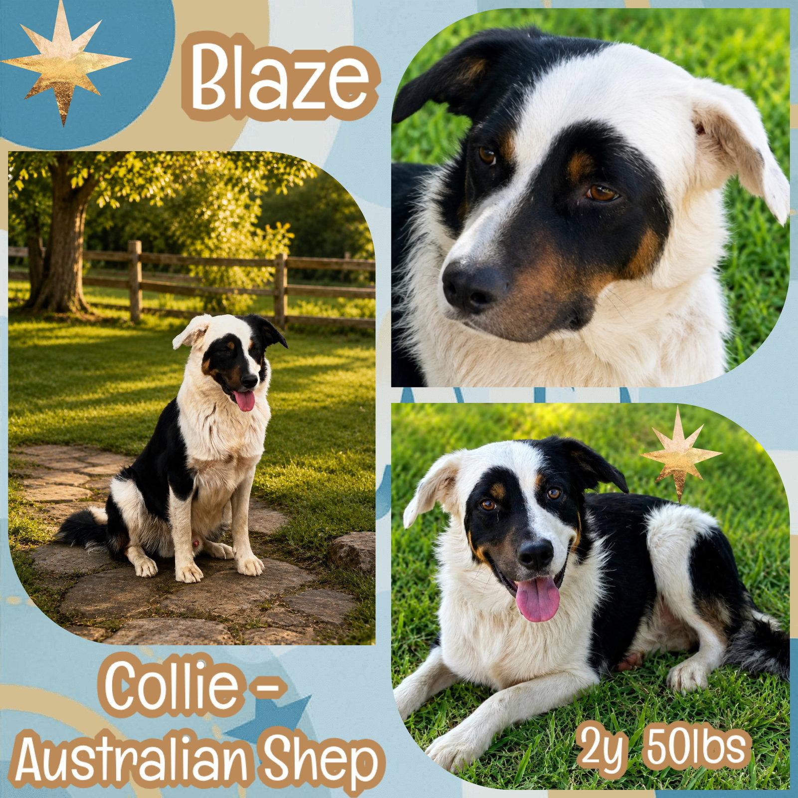 Blaze, Adoptable, Young Male Border Collie & Australian Shepherd.