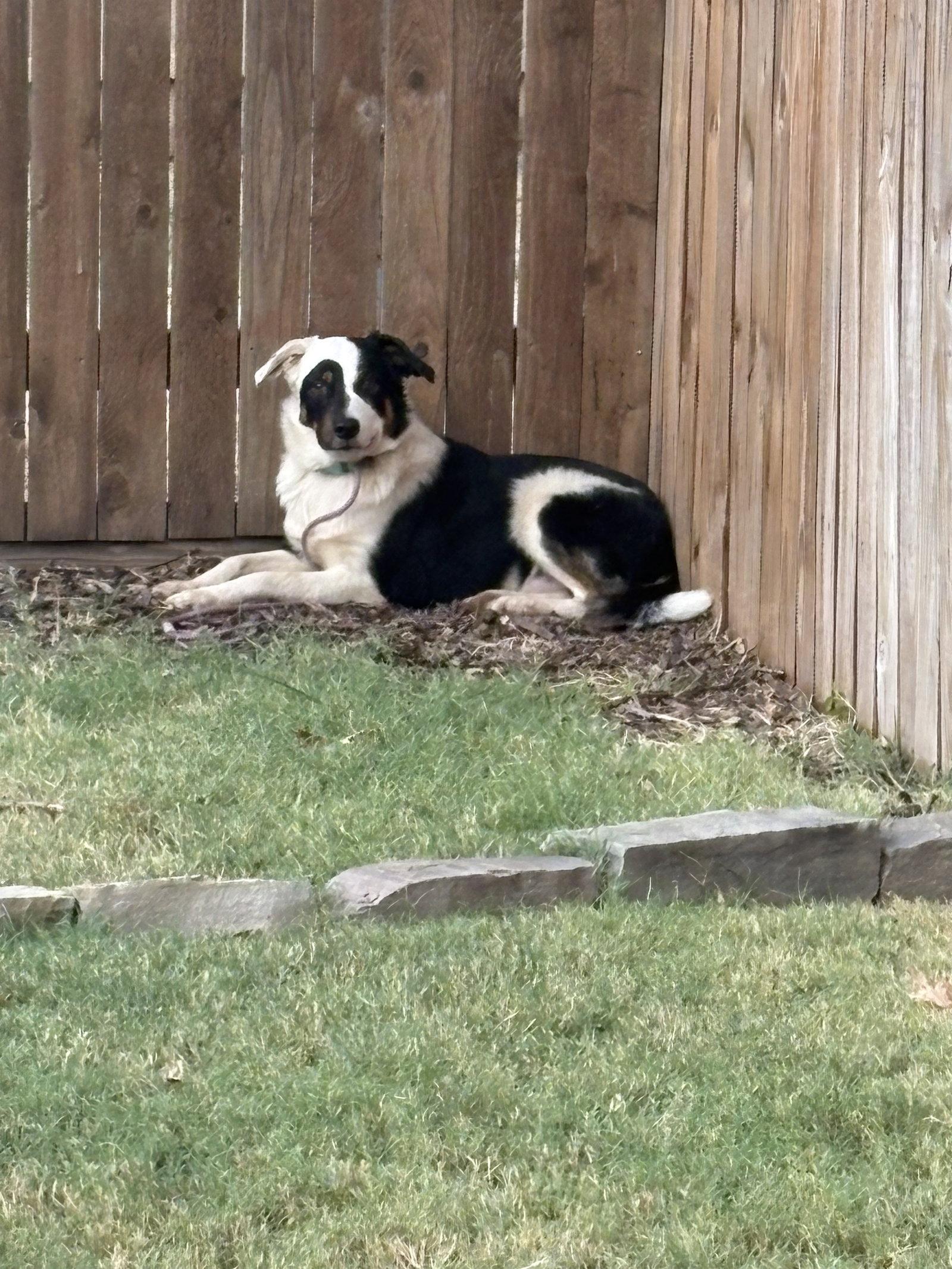 Enlarge Blaze, a Adoptable mixed breed in Dallas, TX image 3/3
