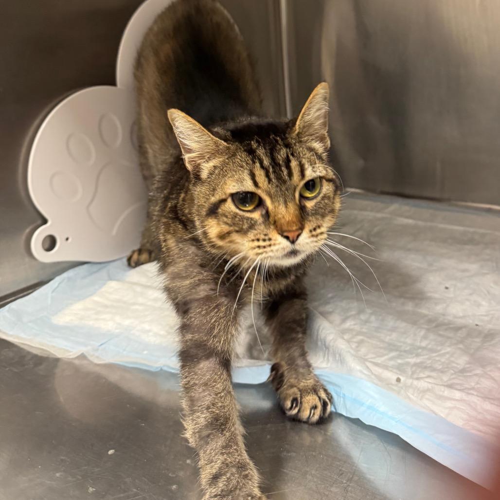 Tortellini, Adoptable, Adult Female Domestic Short Hair.