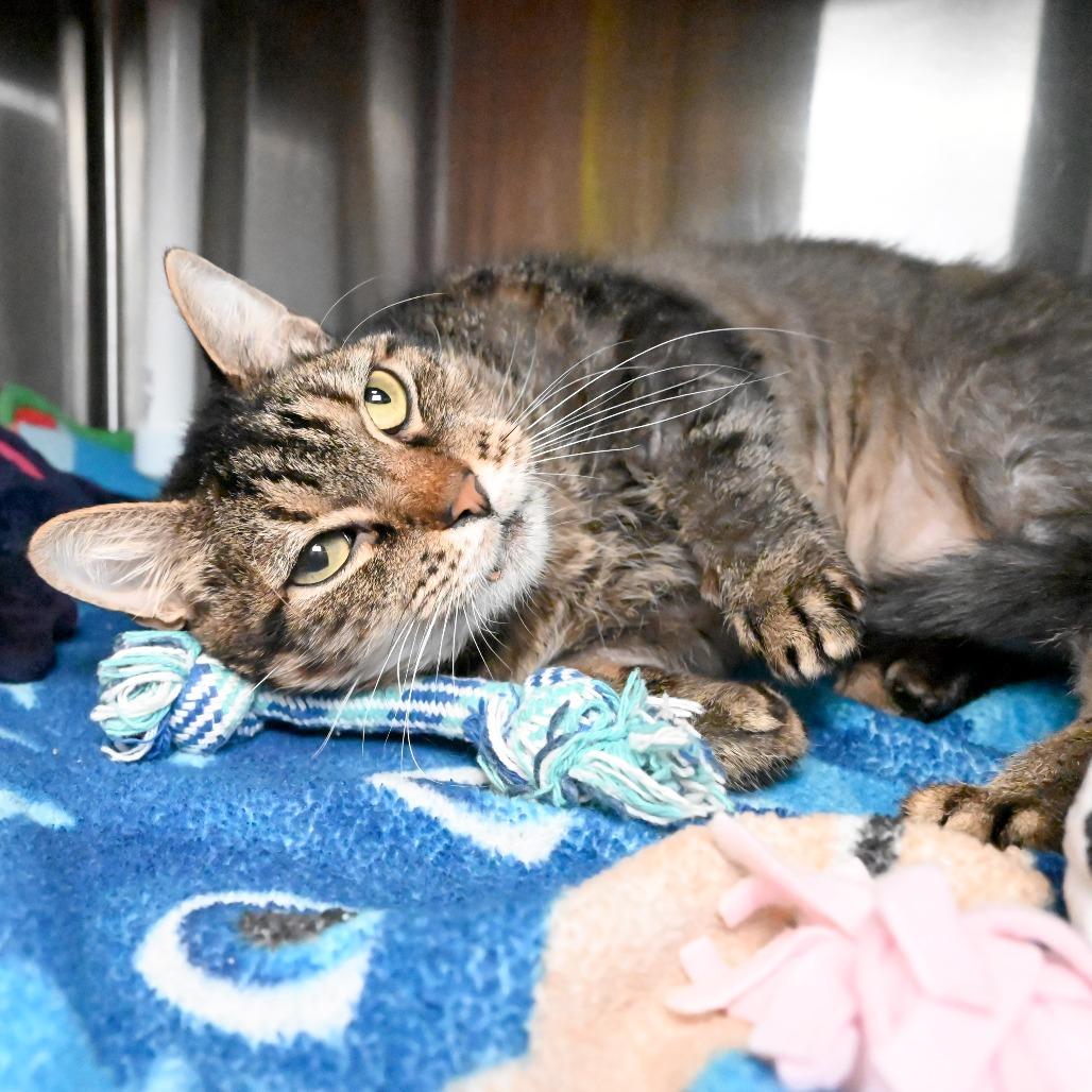 Enlarge Tortellini, a Adoptable Domestic Short Hair in West Palm Beach, FL image 2/6