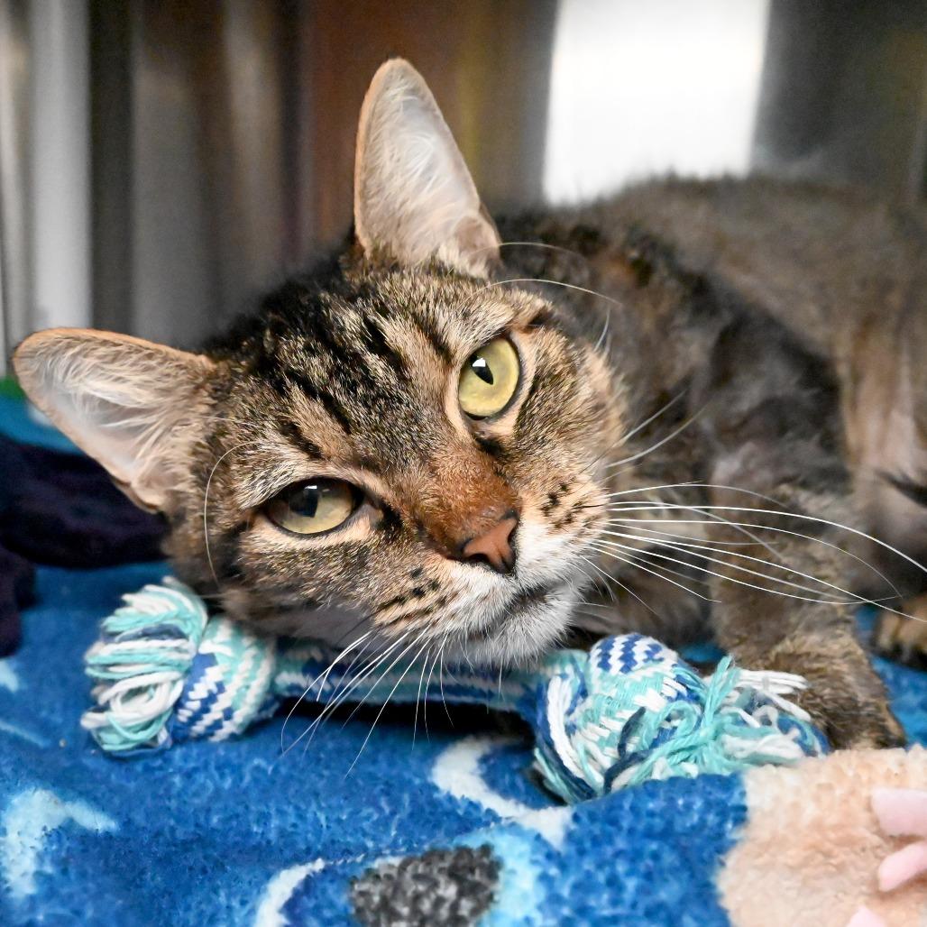 Enlarge Tortellini, a Adoptable Domestic Short Hair in West Palm Beach, FL image 3/6