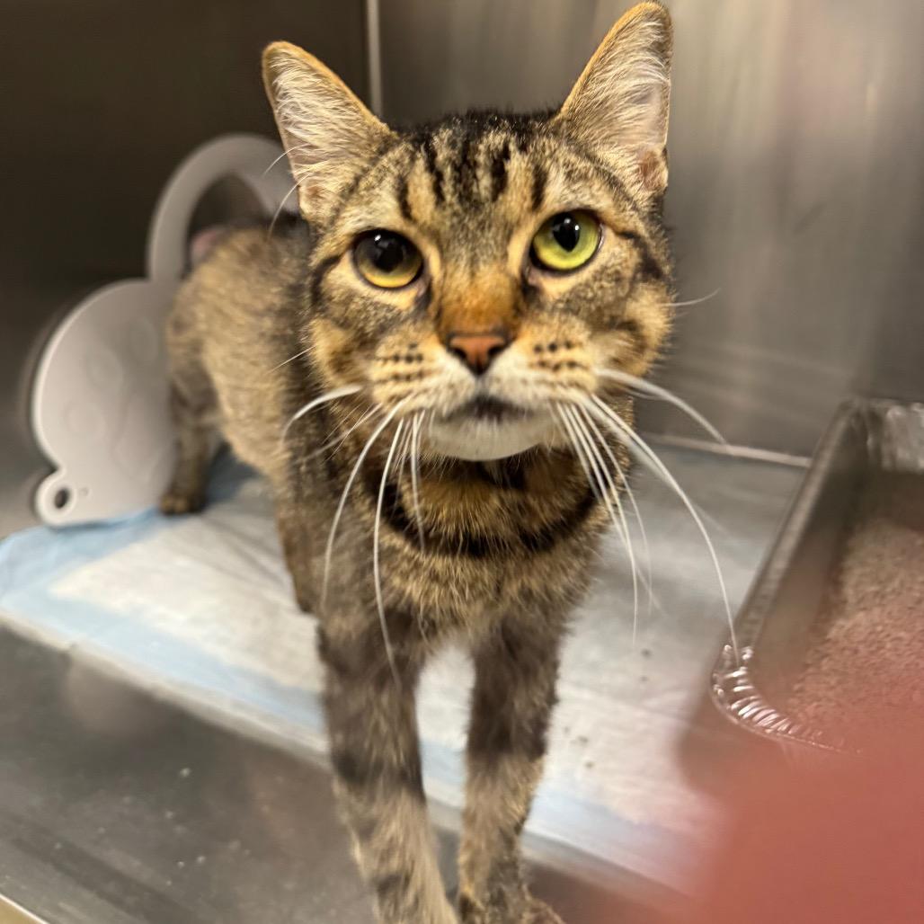 Enlarge Tortellini, a Adoptable Domestic Short Hair in West Palm Beach, FL image 4/6