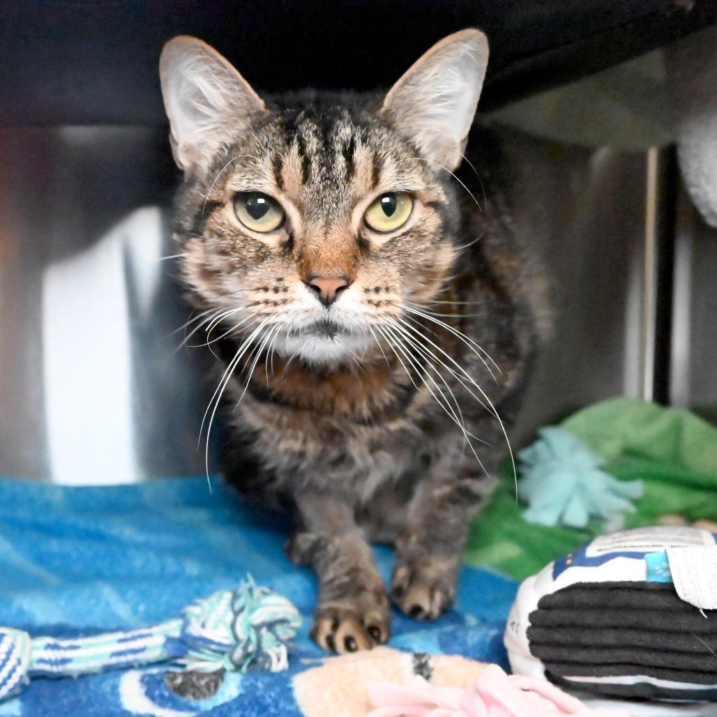 Enlarge Tortellini, a Adoptable Domestic Short Hair in West Palm Beach, FL image 5/6