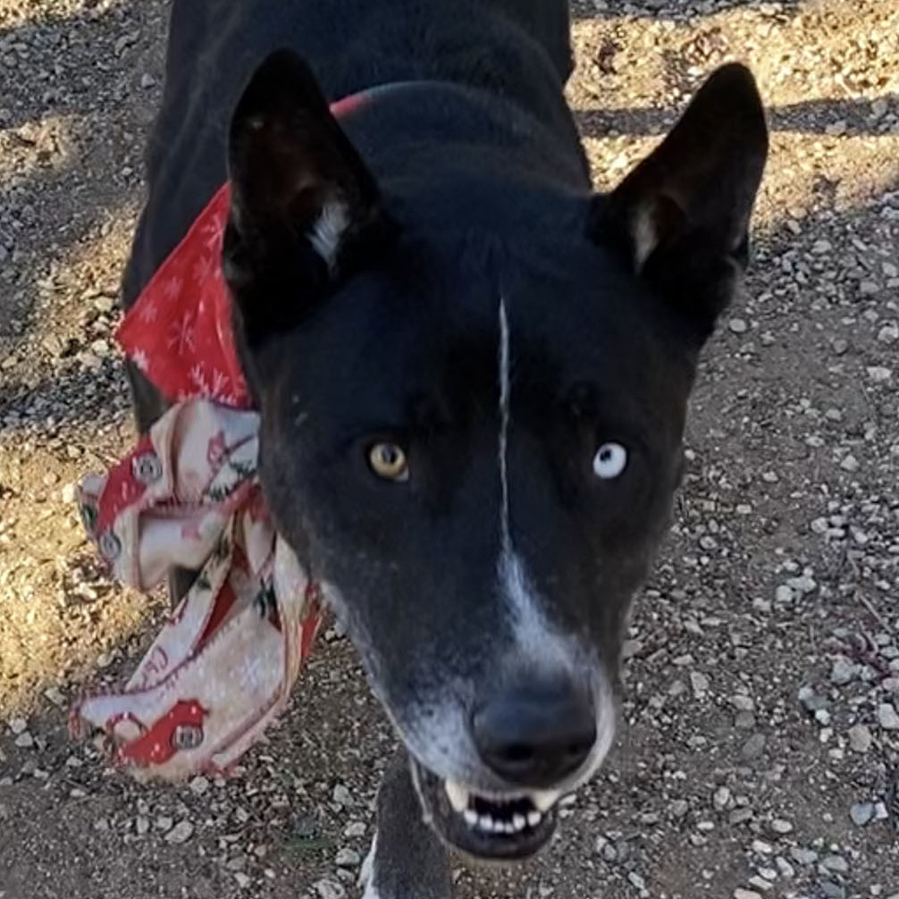 BANDIT  Beautiful Markings Border Collie Husky Mix 4